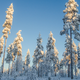 Image for article titled In Finland’s “hugging tree” forest, sip lattes crafted by the Campfire Barista